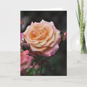 Morgentau Rosenfotografie Blanko Karte