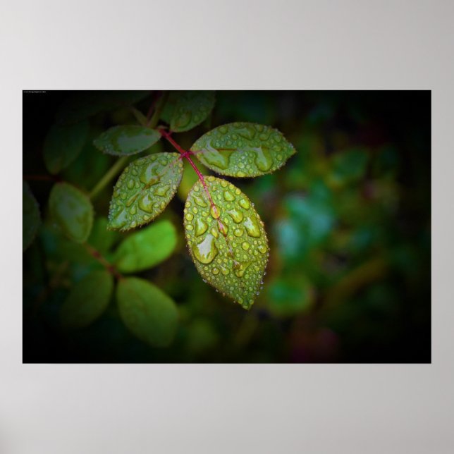 Morgentaub, Poster (Vorne)