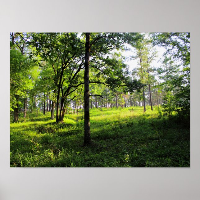 Morgenwald Poster (Vorne)