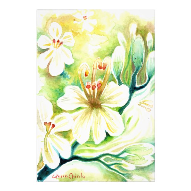 Moringa Blume Fotodruck (Vorne)