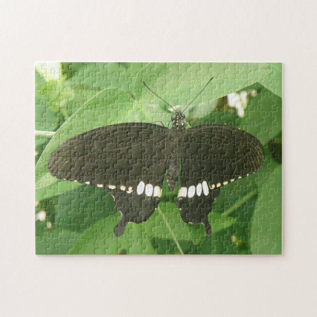 Mormon Butterfly Puzzle (Horizontal)