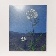 Morning Calm: Cream Blossom in Translucent Light