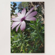 Morning Calm: Pale Pink Flower with Soft Petals