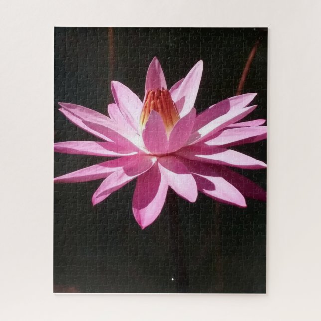 Morning Calm: Pink Lotus in Soft Natural Light (Vertikal)