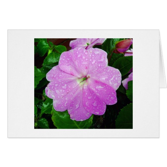 Morning Dew (Vorderseite (Horizontal))