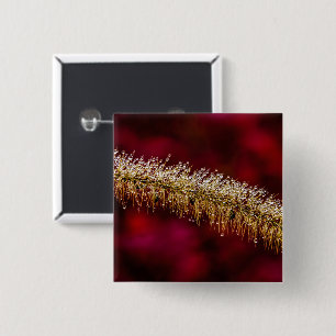 Morning Dew Button
