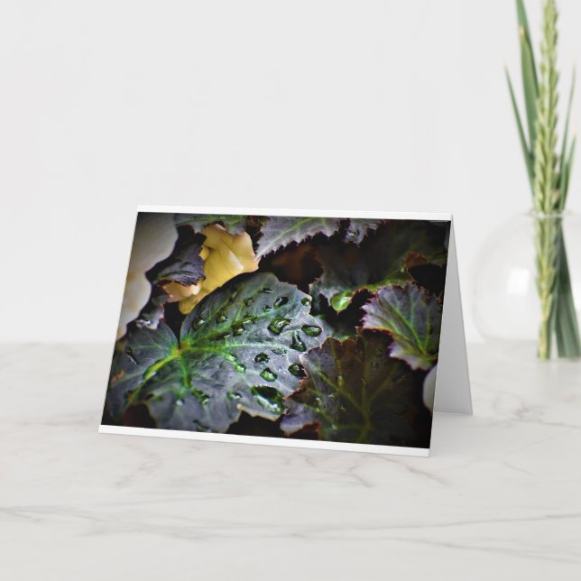 Morning Dew, carte (Devant)