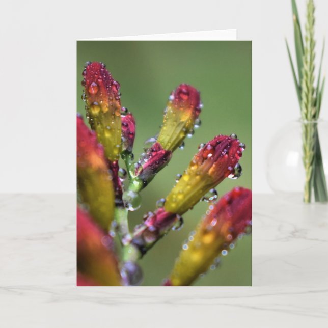 Morning Dew, carte (Devant)