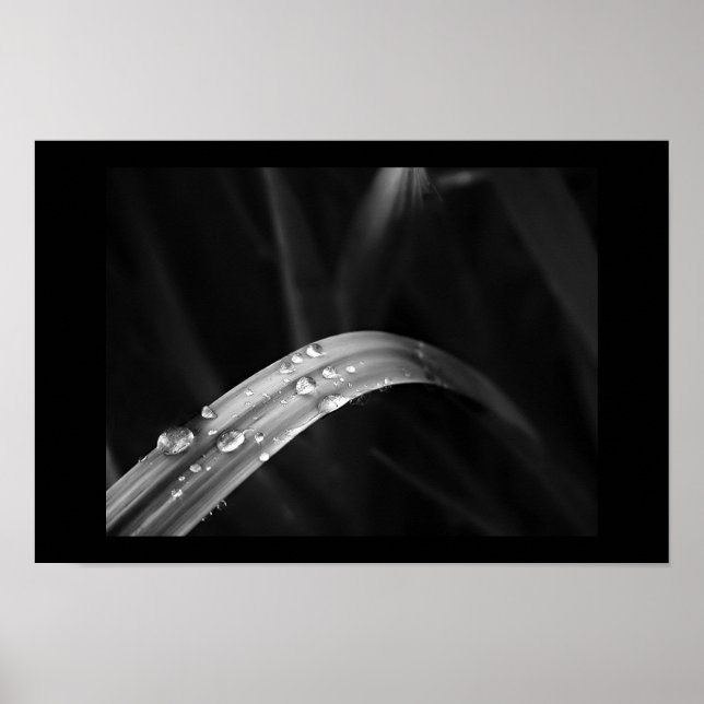 Morning Dew Poster (Vorne)