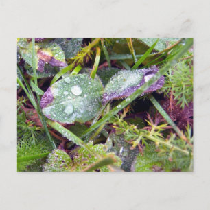 Morning Dew Postkarte
