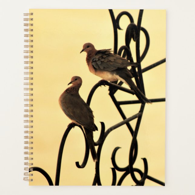 Morning Doves Planer (Vorderseite)