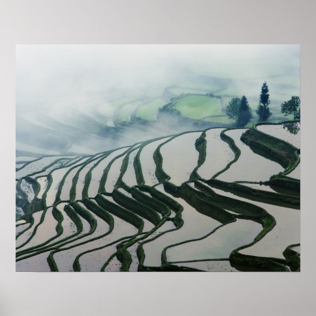 Morning Fog Above Rice Fields Poster (Vorne)