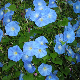 Morning Glories! Kaffeetasse