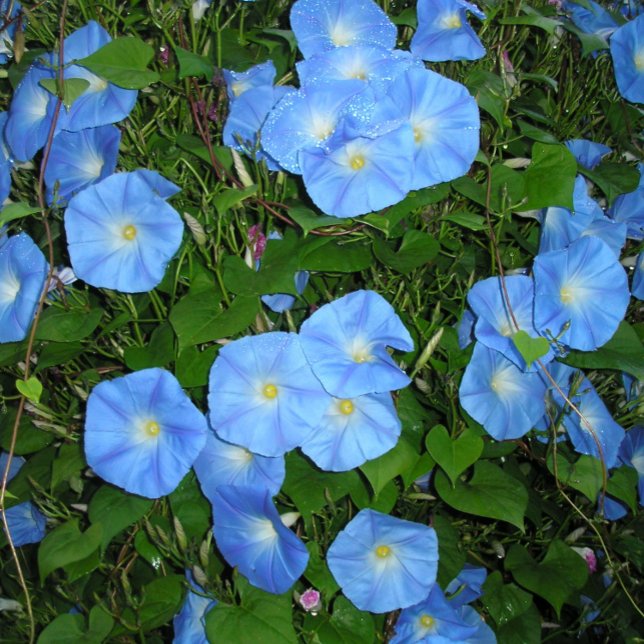 Morning Glories! Kissen (Von Creator hochgeladen)