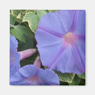 Morning Glories Magnet