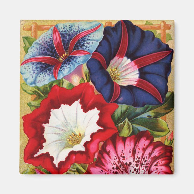 Morning Glories Magnet (Vorne)