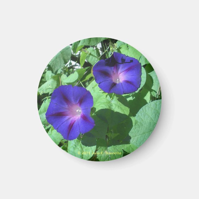 Morning Glories Magnet (Vorne)