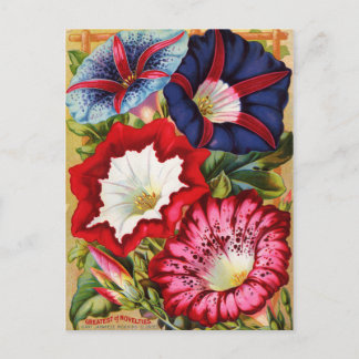 Morning Glories Postcard Postkarte