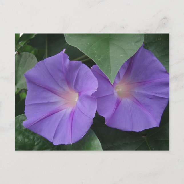 Morning Glories Postkarte (Vorderseite)
