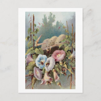 Morning Glories Postkarte