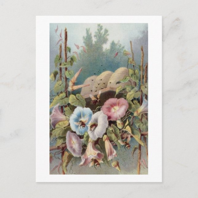 Morning Glories Postkarte (Vorderseite)