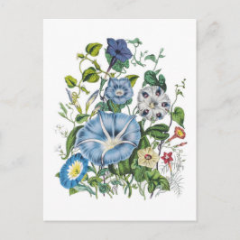 Morning Glories Postkarte