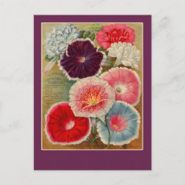 Morning Glories Seed Packet Art Cards Postkarte