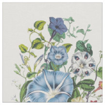 Morning Glories