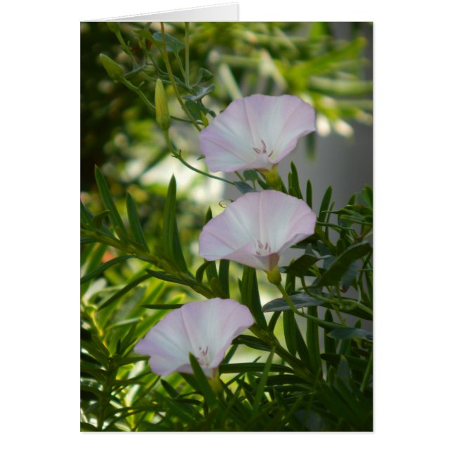 Morning Glory (Vorne)