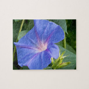 Morning Glory and Bud in Lush Foliage