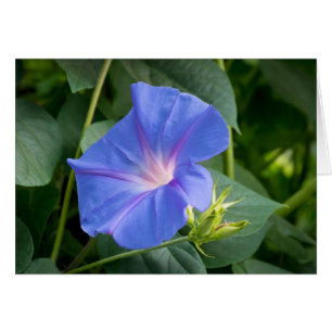 Morning Glory and Bud in Lush Foliage