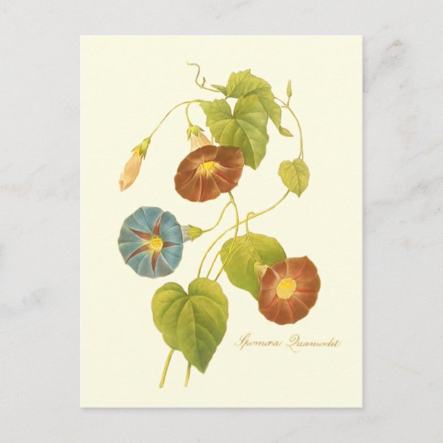 Morning Glory Blue Illustration Postkarte (Vorderseite)