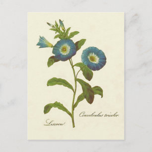 Morning Glory Blue Illustration Postkarte