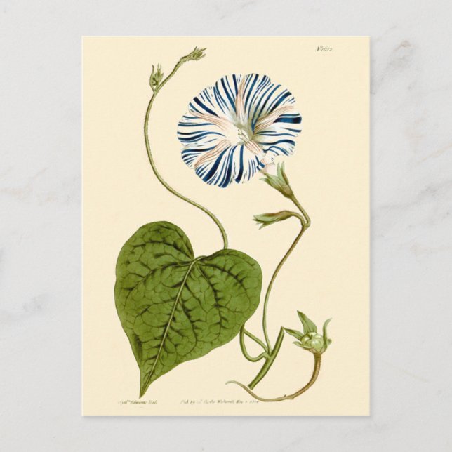 Morning Glory Blue Illustration Postkarte (Vorderseite)