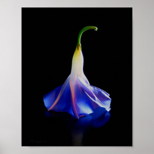 Morning Glory Blume 2 Poster