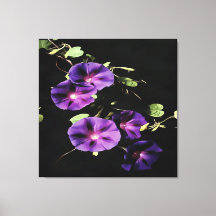 Morning Glory Blume Abgeschieden auf Black