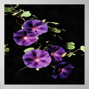 Morning Glory Blume Abgeschieden auf Black Poster