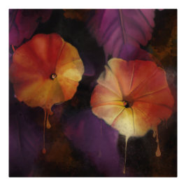 Morning Glory Blume Fotodruck