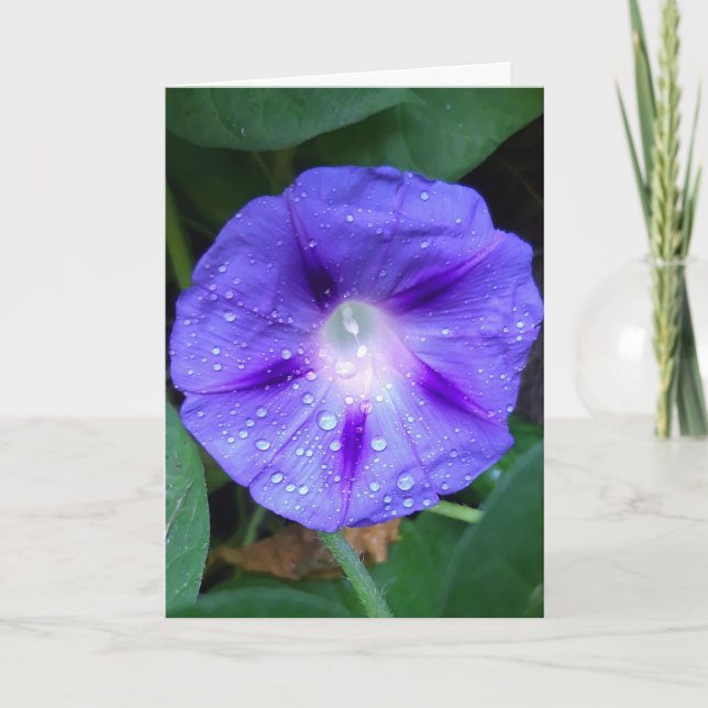 Morning Glory Blume , Ipomoea mit Raindrops Karte (Vorderseite)