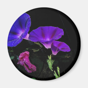 Morning Glory Blume Magnet