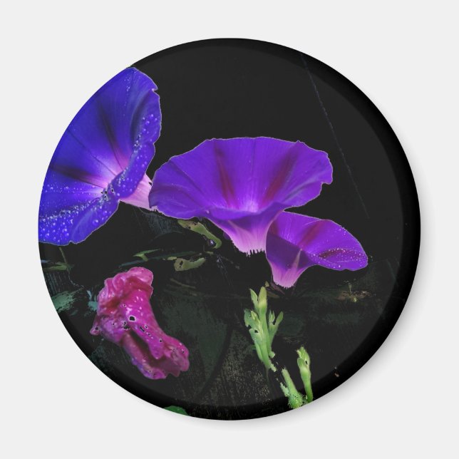 Morning Glory Blume Magnet (Vorne)