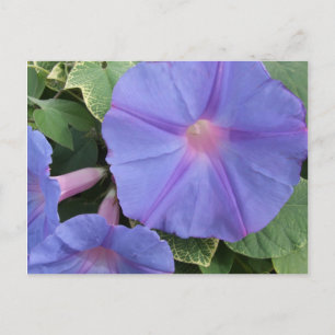 Morning Glory Blume Postcard Postkarte