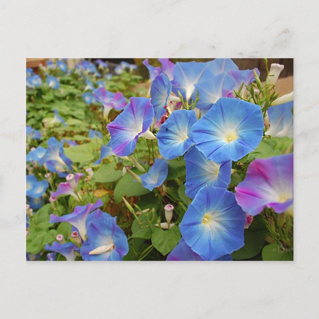 Morning Glory Blume Postkarte (Vorderseite)