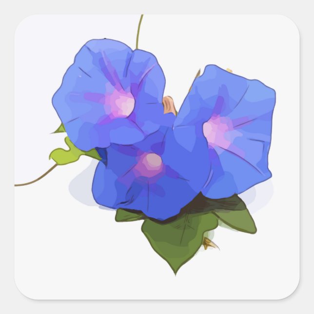 Morning Glory Blume Quadratischer Aufkleber (Vorderseite)