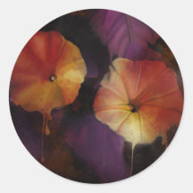 Morning Glory Blume