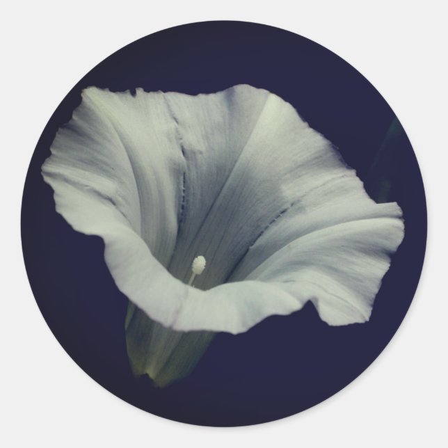 Morning Glory Blume Runder Aufkleber (Vorderseite)