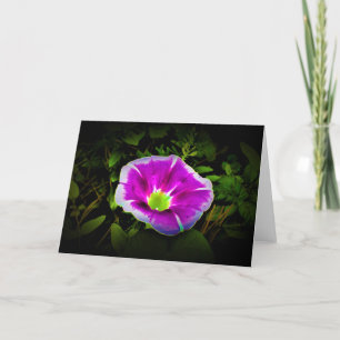 Morning Glory, carte