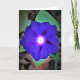 Morning Glory, carte