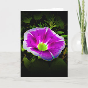 Morning Glory, carte