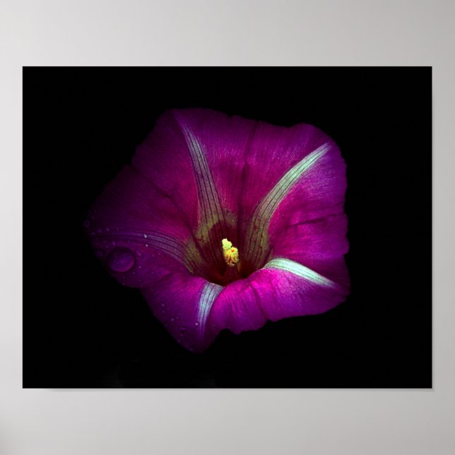 Morning Glory Flower Poster (Vorne)